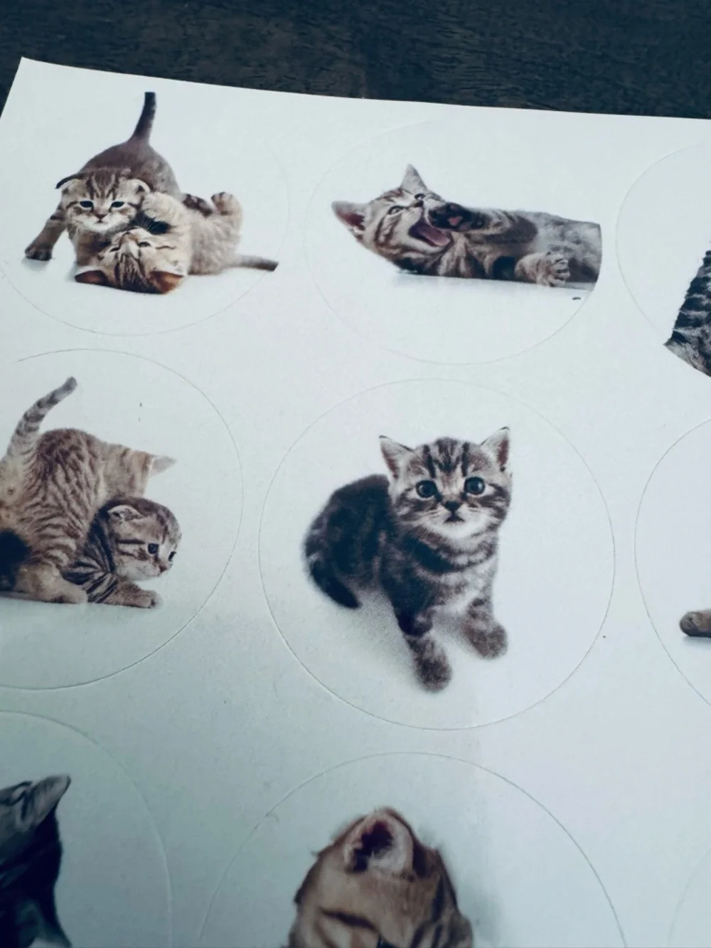 Adorable Cat Stickers